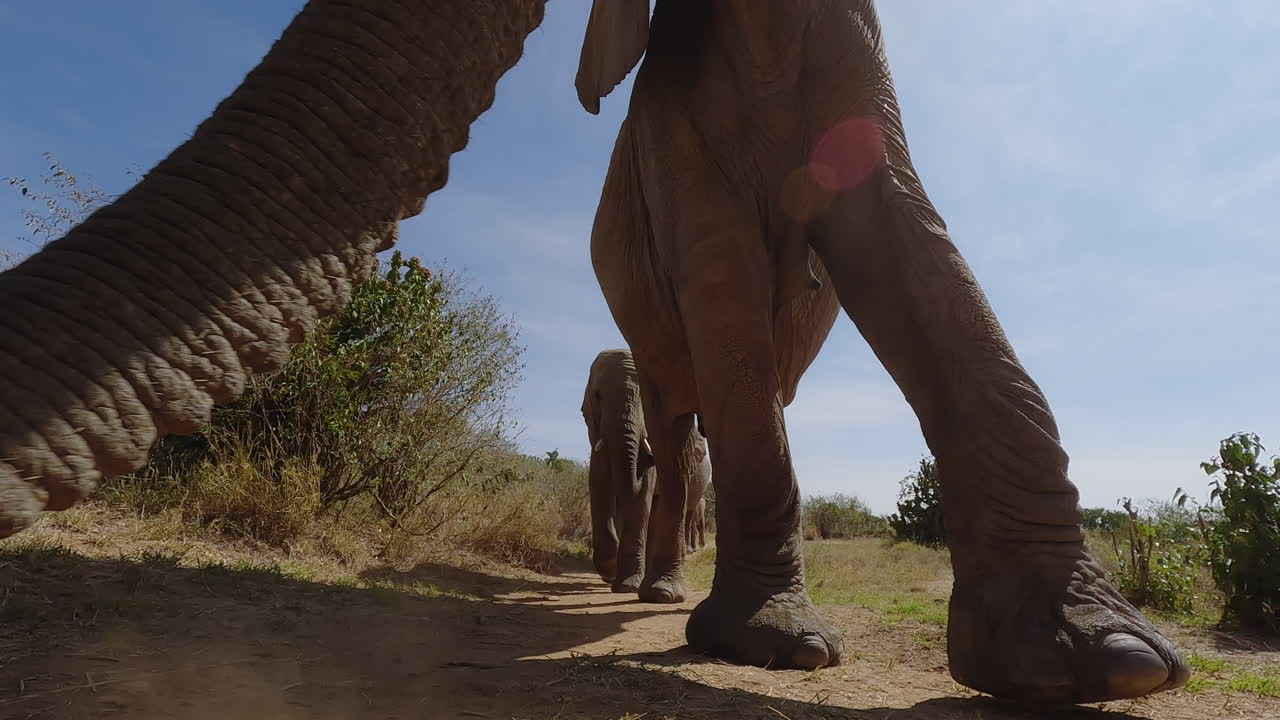 Ampia ripresa dal basso di una mandria di elefanti africani in cammino