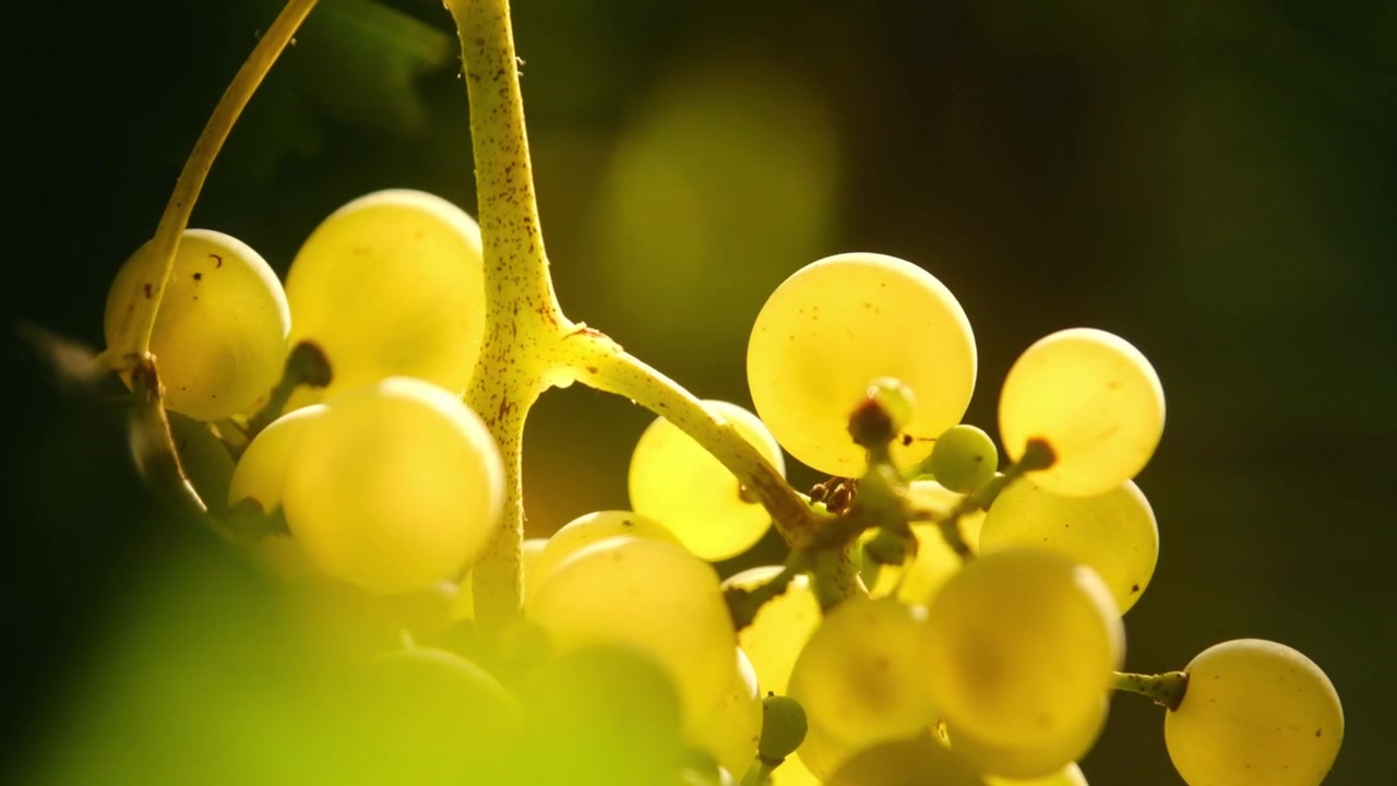 Primo piano di raggi di sole che filtrano attraverso i grappoli d'uva, in un vigneto italiano, in una mattina di sole