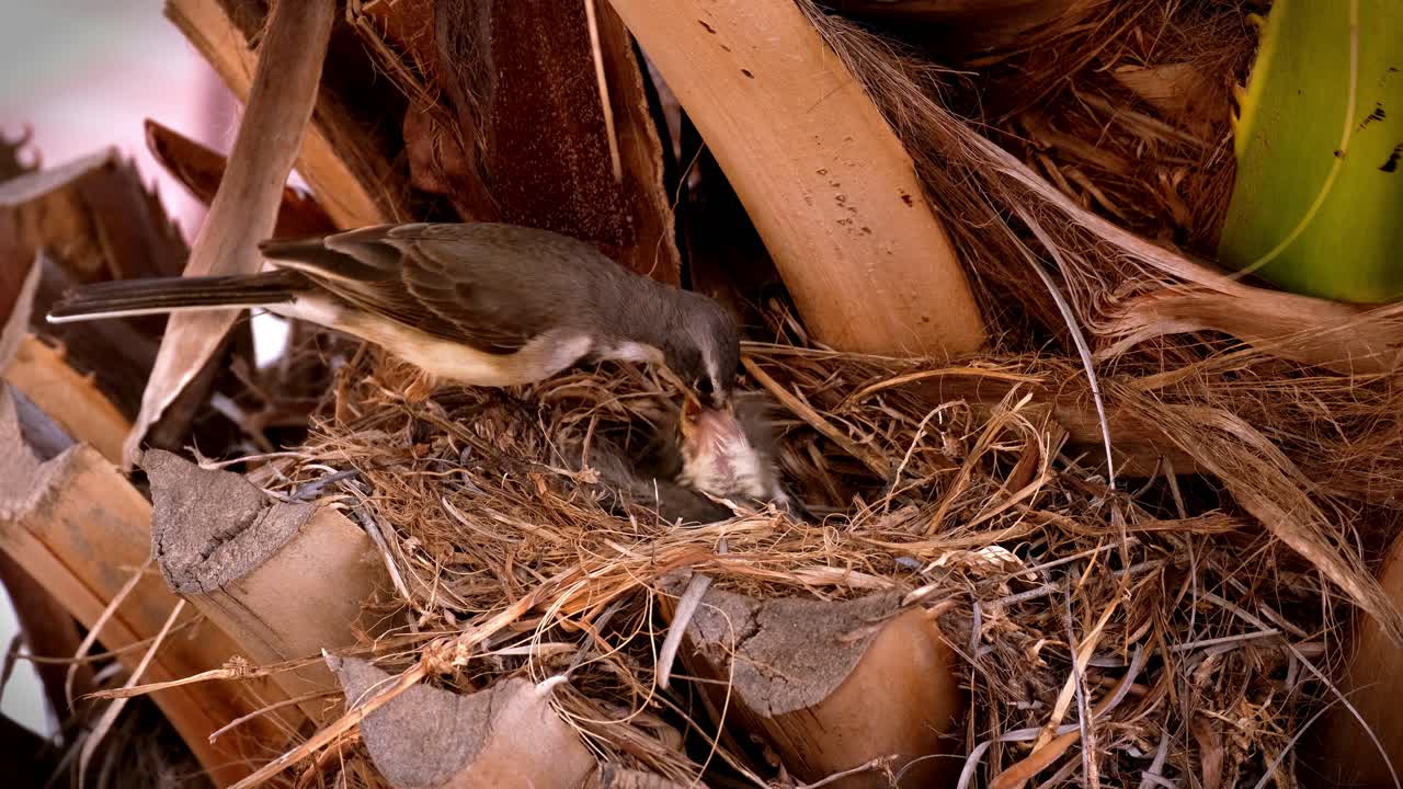 Wagtail adult bird feeding an insect to her baby chicks in the nest