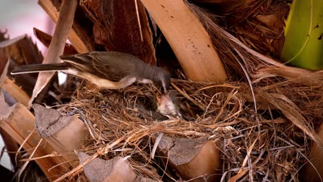 wagtail adult bird feeding an insect to her baby chicks in the nest