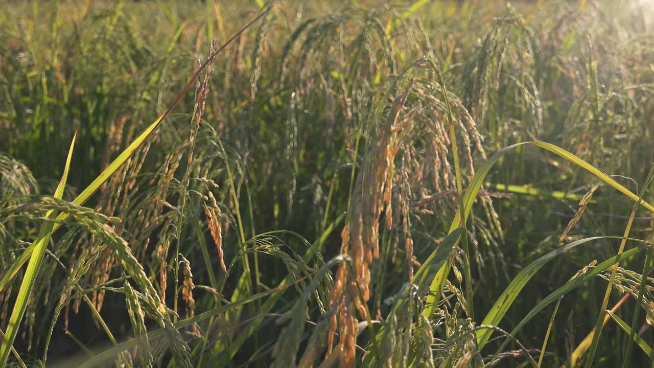 바람에 흔들리는 벼