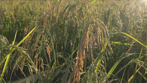 planta de arroz balanceándose en la brisa