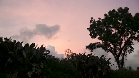 Wild-vegetation-in-Costa-Rica-with-pink-sunset-clouds-behind,-Wide-locked-shot