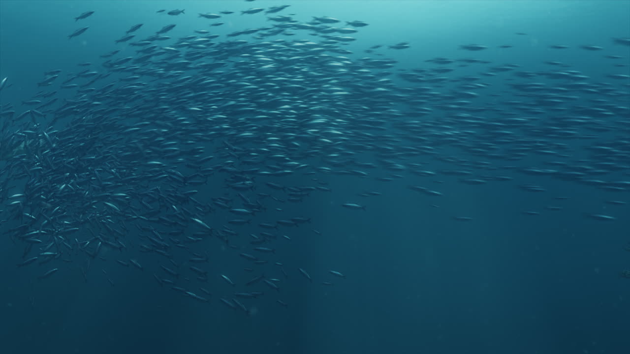 선사 시대의 pliosaur는 고대 바다에서 먹이를 먹는 plesiosaurs 꼬투리를 스토킹합니다.