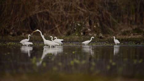 flock of egrets hunting in swamp area of a lake