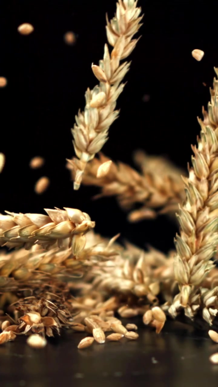 Chicchi e spighe di grano dorato che cadono al rallentatore su sfondo nero