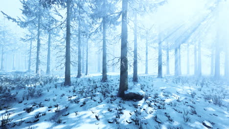 mystical-winter-forest-with-snow-and-sun-rays-coming-through-trees