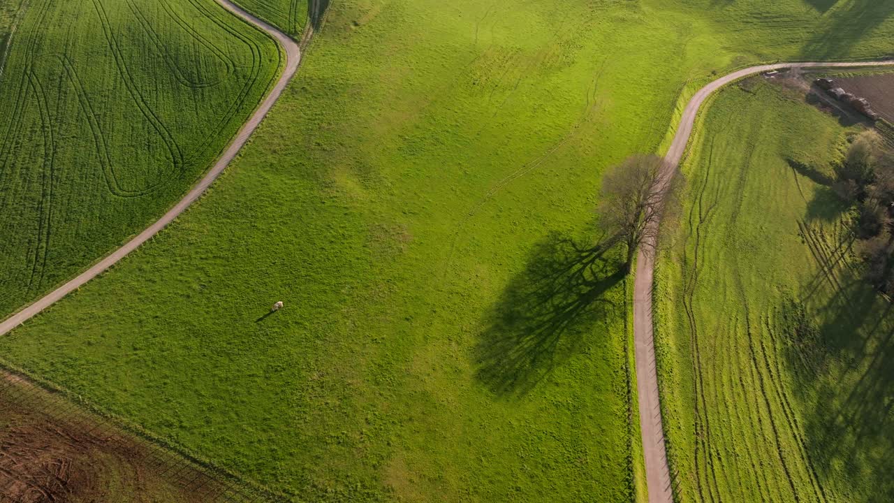 Graphic landscape with trees in the countryside, Auvergne-Rh&ocirc;ne-Alpes region