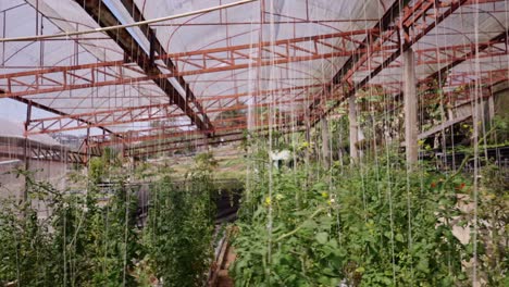 inside a greenhouse with rows of growing plants