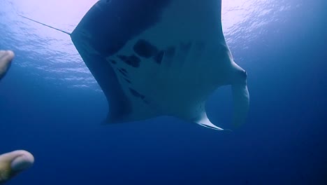 a giant manta swims by and camera man reaches out with the hand