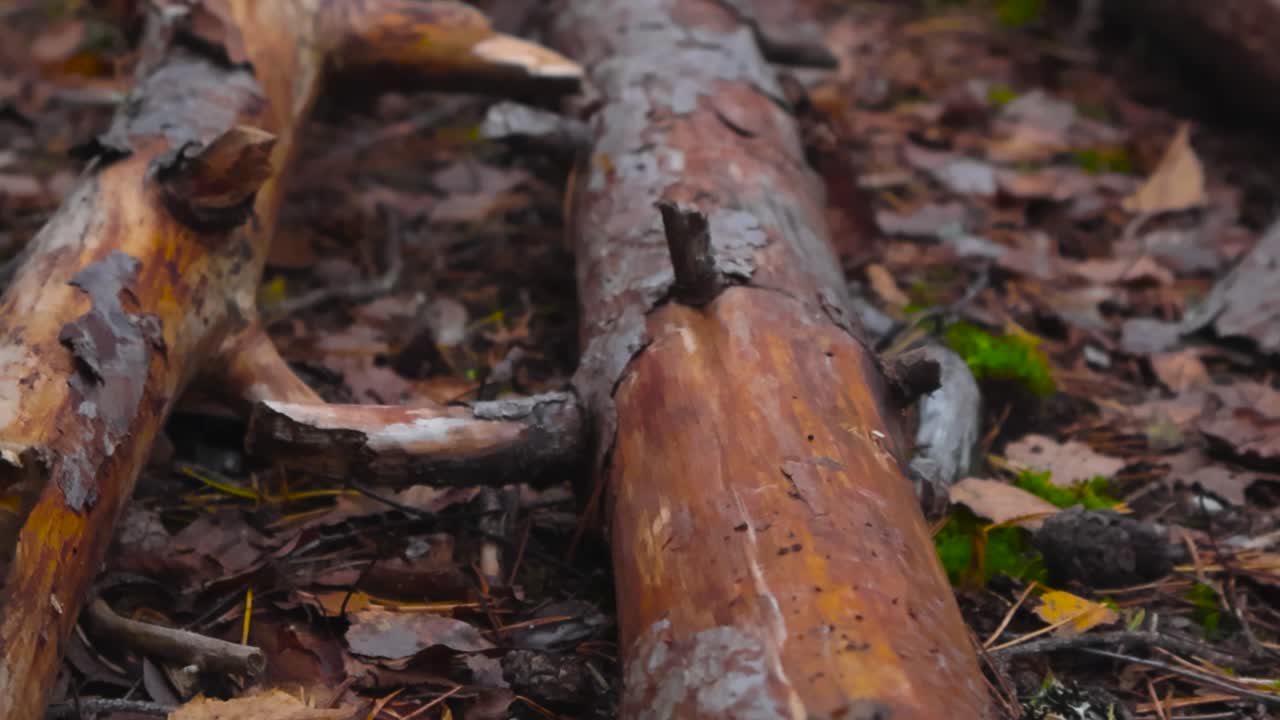 Gorgeous camera movement and gliding over fallen pine trees that are on autumn leafy forest floor during cloudy day time light. Camera moves up and reveals thick and dreamy blurry forest behind them.
