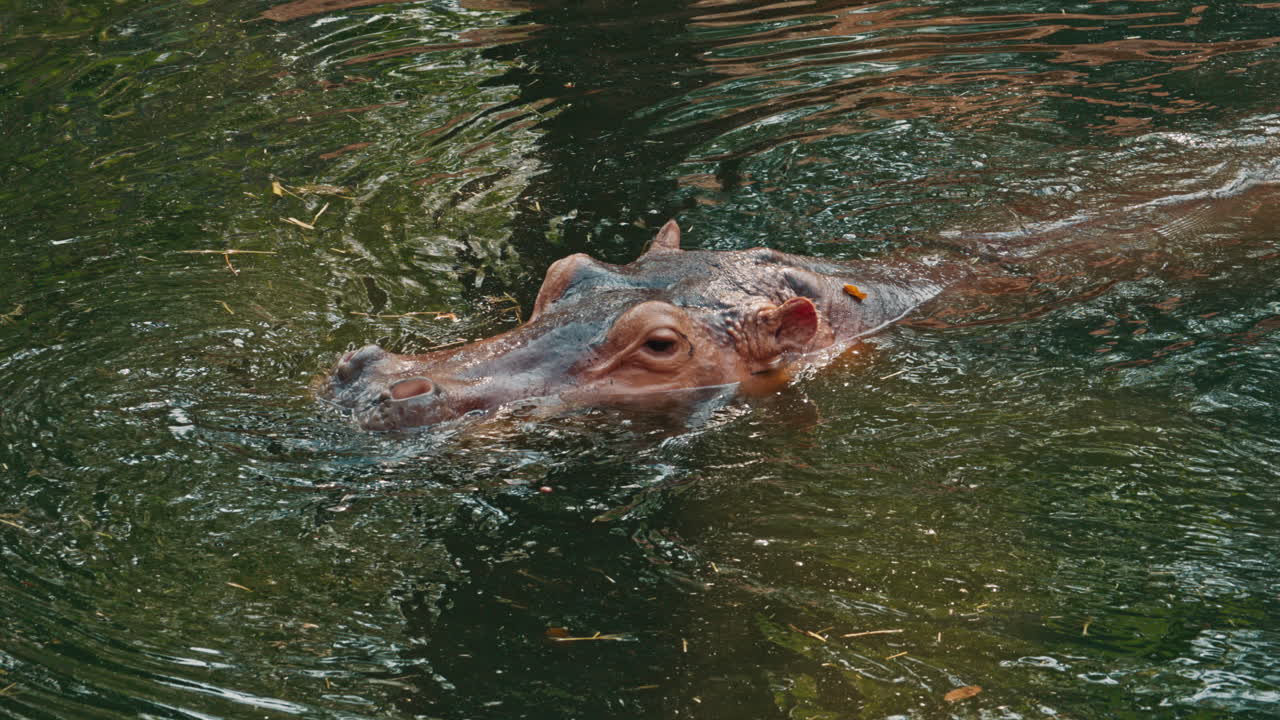Hippopotamus swimming in dark water