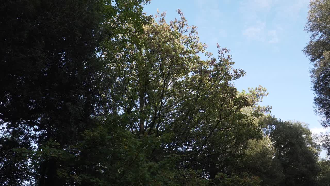 Close up view of some tree tops shaking in the wind. Steady camera, blue sky in the background. 4K, 3fps