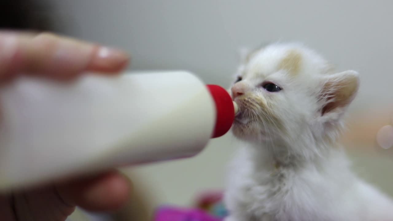 Adorable Baby Kitten Feeds Through A Feeding Bottle. Close Up