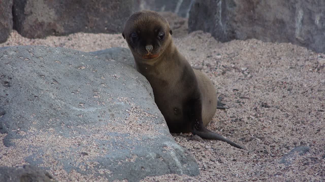 새끼 바다사자가 갈라파고스 섬에서 엄마를 찾는다 1