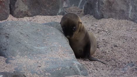 a baby sea lion pup looks for its mother on an island in the galapagos 1