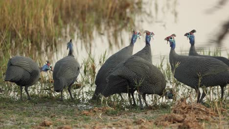 close up of a flock of guinea fowl at the water's edge, khwai river botswana