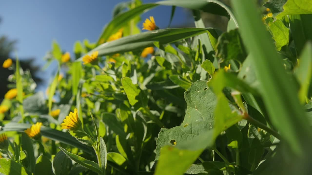 푸른 하늘 배경으로 밝은 이 있는 날에 아름다운 노란색 봄 꽃