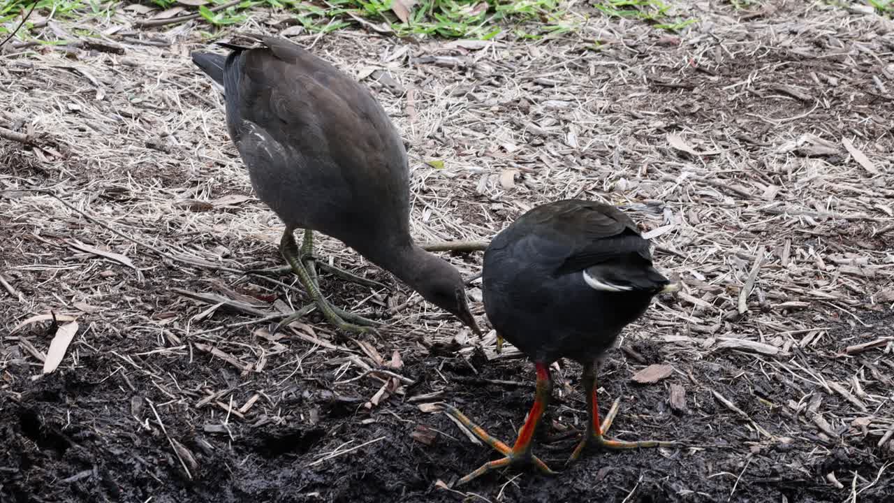 Two moorhens pecking and searching for food