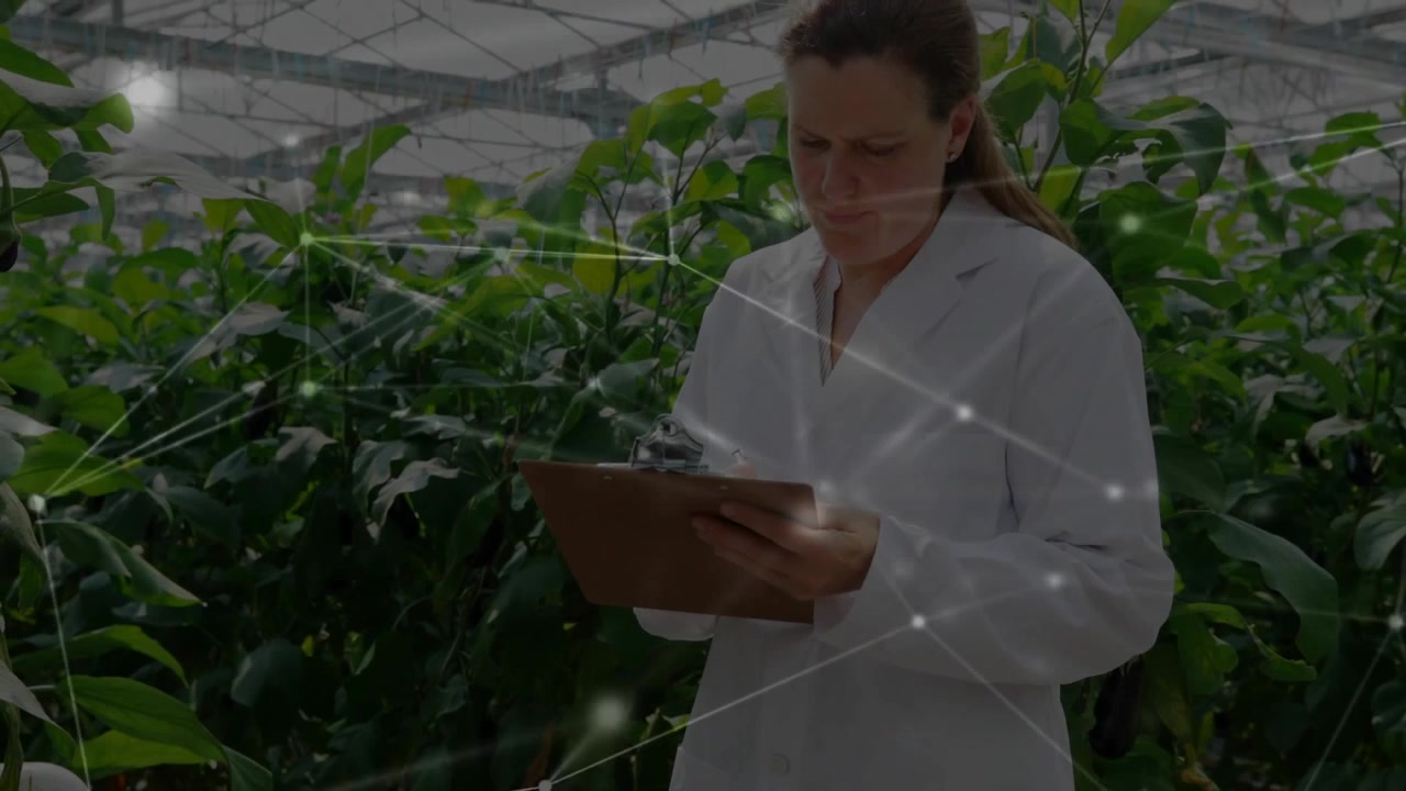 Network overlay appearing, agricultural researcher scanning foliage and monitoring growth metrics
