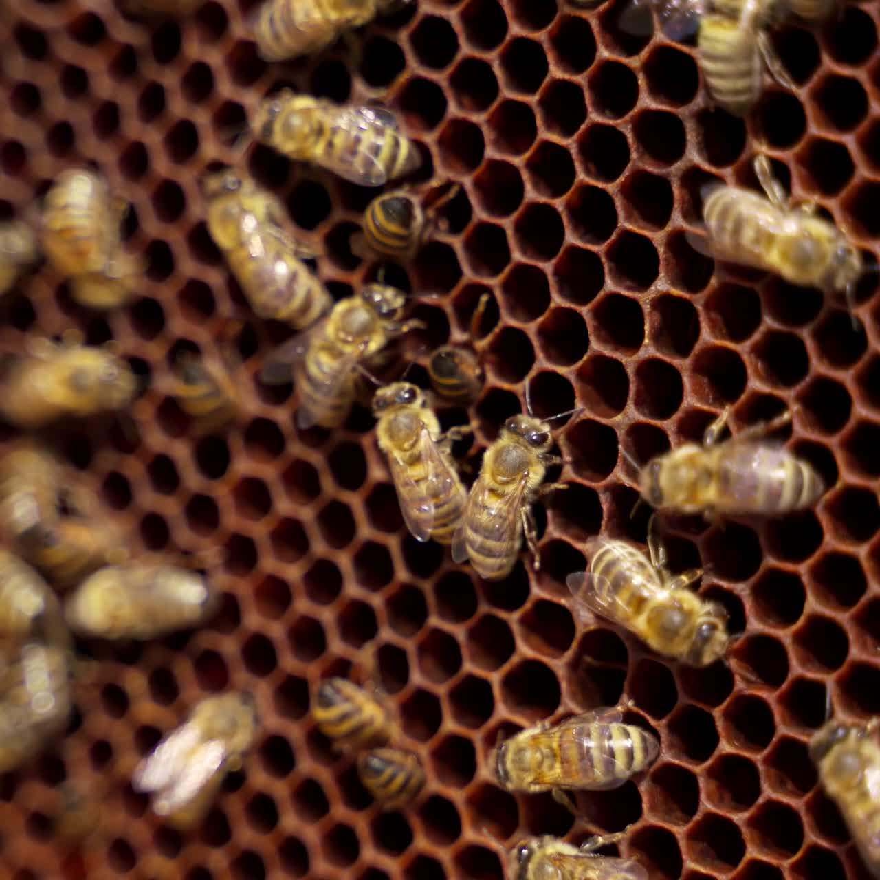 Frame with bees. Bees making honey. Busy bees working on a honeycomb. Active insects carrying pollen and honey. Apiary concept. Close-up.