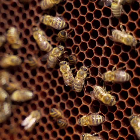 frame with bees. bees making honey. busy bees working on a honeycomb. active insects carrying pollen and honey. apiary concept. close-up.