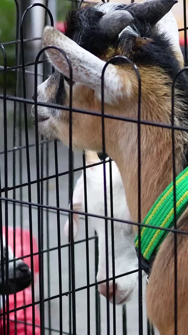 una cabra explora su corral en un mercado concurrido