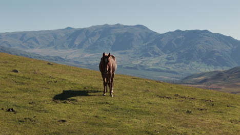 Caballo-Semental-Salvaje-Pastando-Solo-En-Una-Colina,-Con-Un-Impresionante-Paisaje-Montañoso-Andino-Al-Fondo