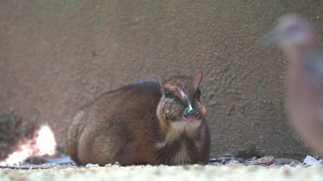 덜 작은 쥐 사슴, 트라굴루스 칸칠, 임신한 어머니가 야생 동물 공원 전경에서 걸어가는 침입자의 흐릿한 비둘기와 함께 땅에서 휴식을 취하고 휴식을 취하며 핸드헬드 모션 샷을 닫습니다.