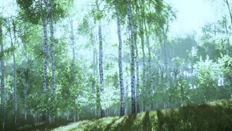 Sunrise or sunset in a spring birch forest with rays of sun shining
