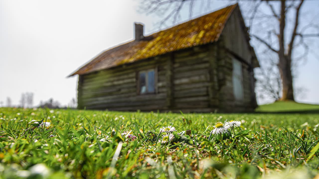 Daisy wildflower field time lapse outdoor log wood cabin nature spring