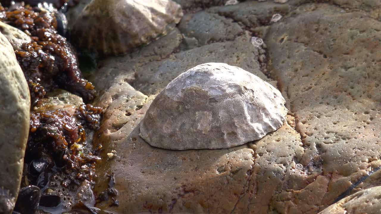 Waterford Copper Coast, limpet clam on a rock full of textures and colours, summertime on the beach in Ireland