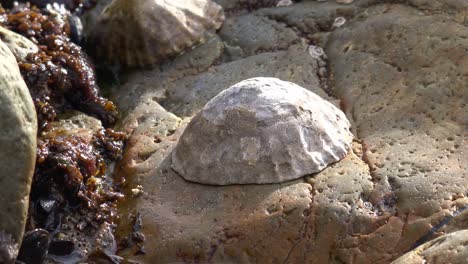 waterford copper coast, limpet clam on a rock full of textures and colours, summertime on the beach in ireland
