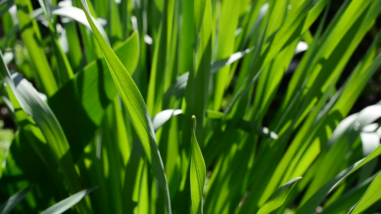 Erba e foglie di tulipani. Aiuola verde, primavera