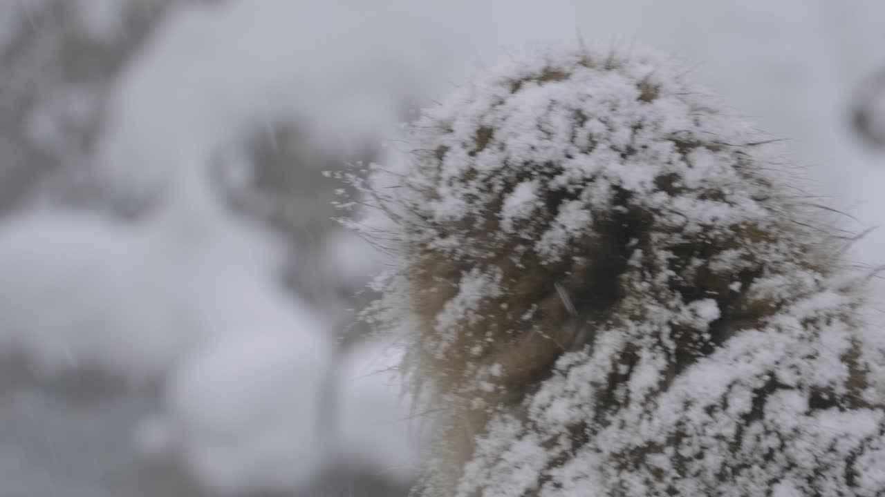 카메라를 보고 눈 속에서 고독한 원숭이