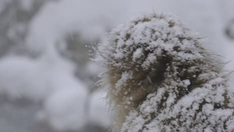 Un-Mono-Solitario-En-La-Nieve-Mirando-A-La-Cámara