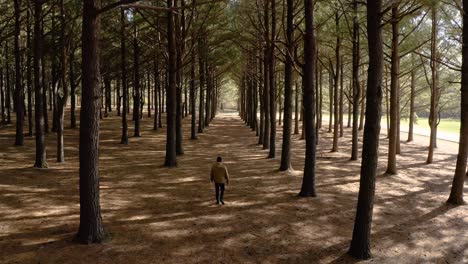 un hombre con una chaqueta dorada caminando por el centro de un bosque uniforme y simétrico en jacobson park lexington kentucky 4k