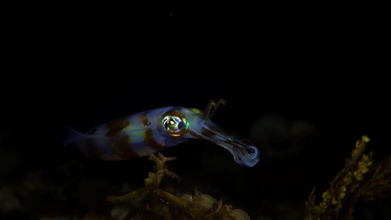 Revblekksprut om natten på revet Lembeh, Indonesia 4k 25fps.