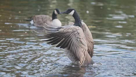 Kanadagans-Schlägt-Mit-Den-Flügeln-In-Einem-Teich-In-Zeitlupe