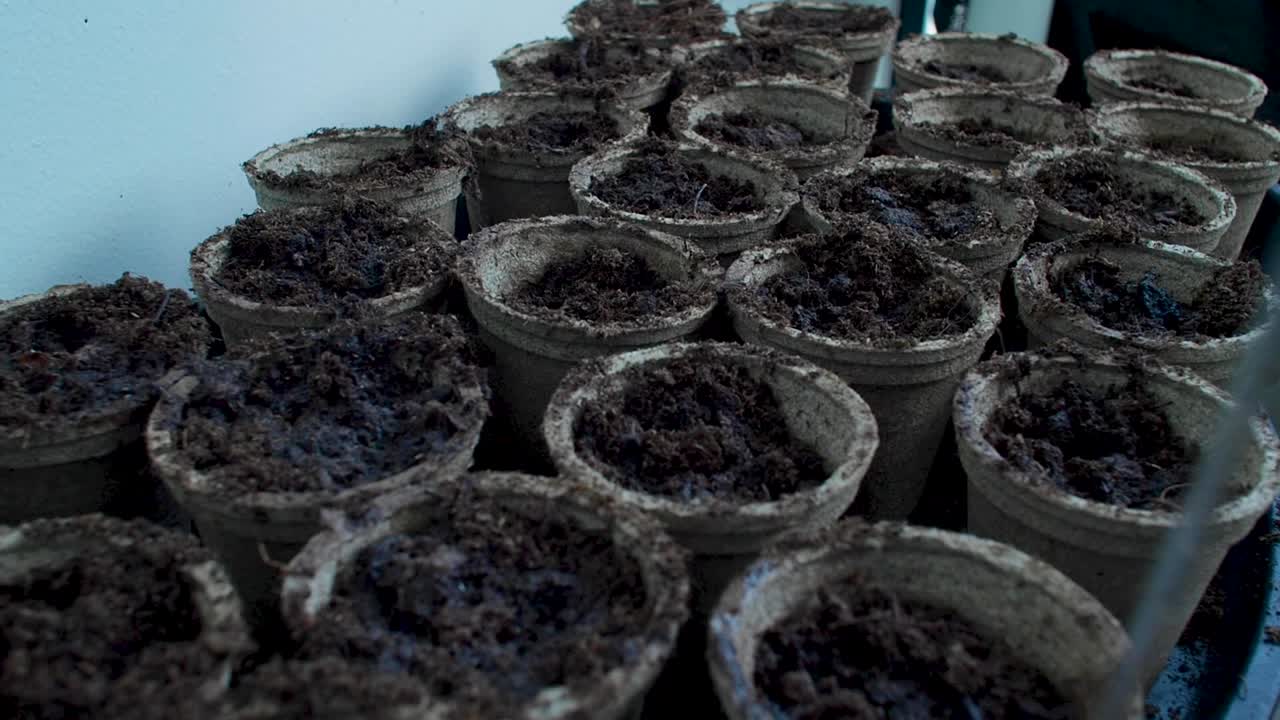I vasi ecologici pieni di terra vengono annaffiati, mentre l'acqua viene versata o spruzzata su di essi per fornire l'idratazione necessaria alle piante