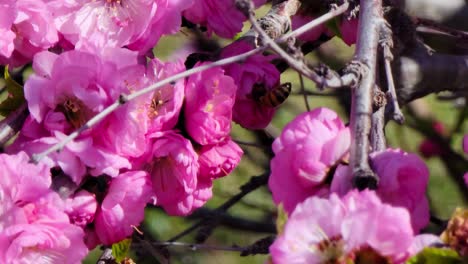 China-Tea-Rose-flowers-with-honeybees