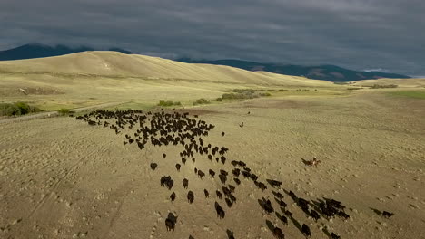 Increíble-Antena-Sobre-Un-Arreo-De-Ganado-Occidental-En-Las-Llanuras-De-Montana-7