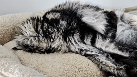 furry maine coon cat sleeping in its bed