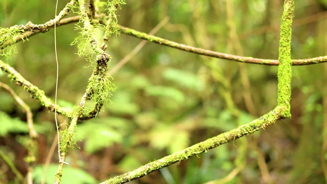 Moss-covered branches in a lush forest setting, captured with natural lighting and a focus on texture and detail