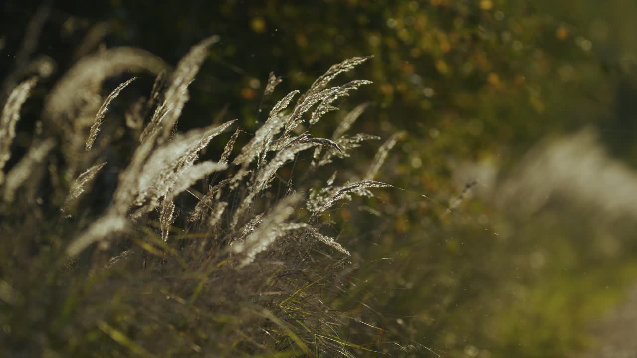 Roadside grass weed on abandoned country forest road hiking dense bush and trees in evening golden hour light