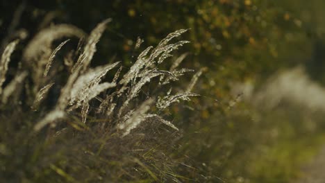 roadside grass weed on abandoned country forest road hiking dense bush and trees in evening golden hour light