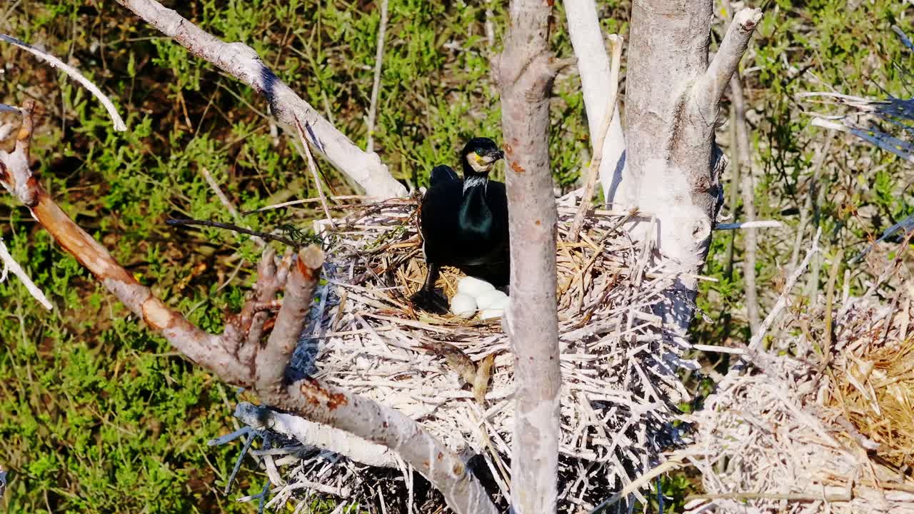 森の生息地で卵を保護している海鳥の営巣を示す春の野生生物の瞬間