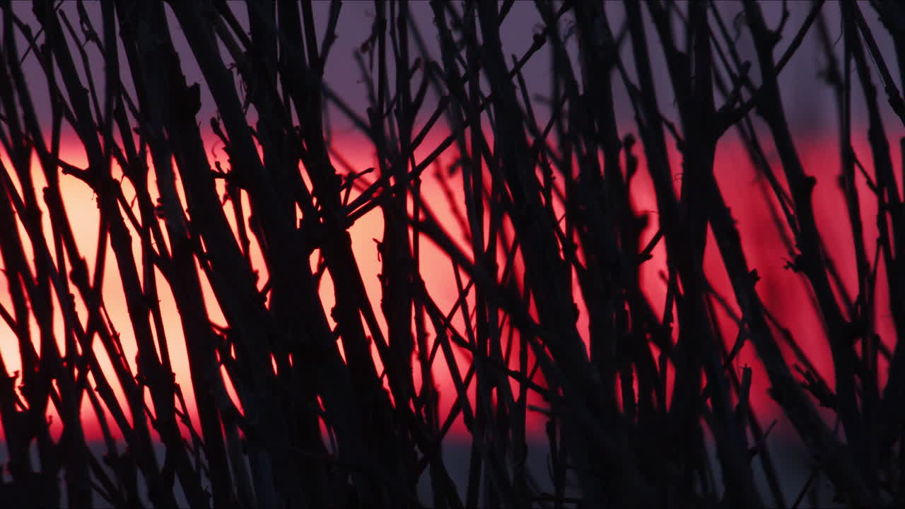 puesta de sol a través de las ramas