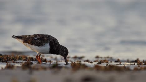 Ruddy-Turnstone-steenloper-foraging-for-shellfish-along-coastline,-telephoto