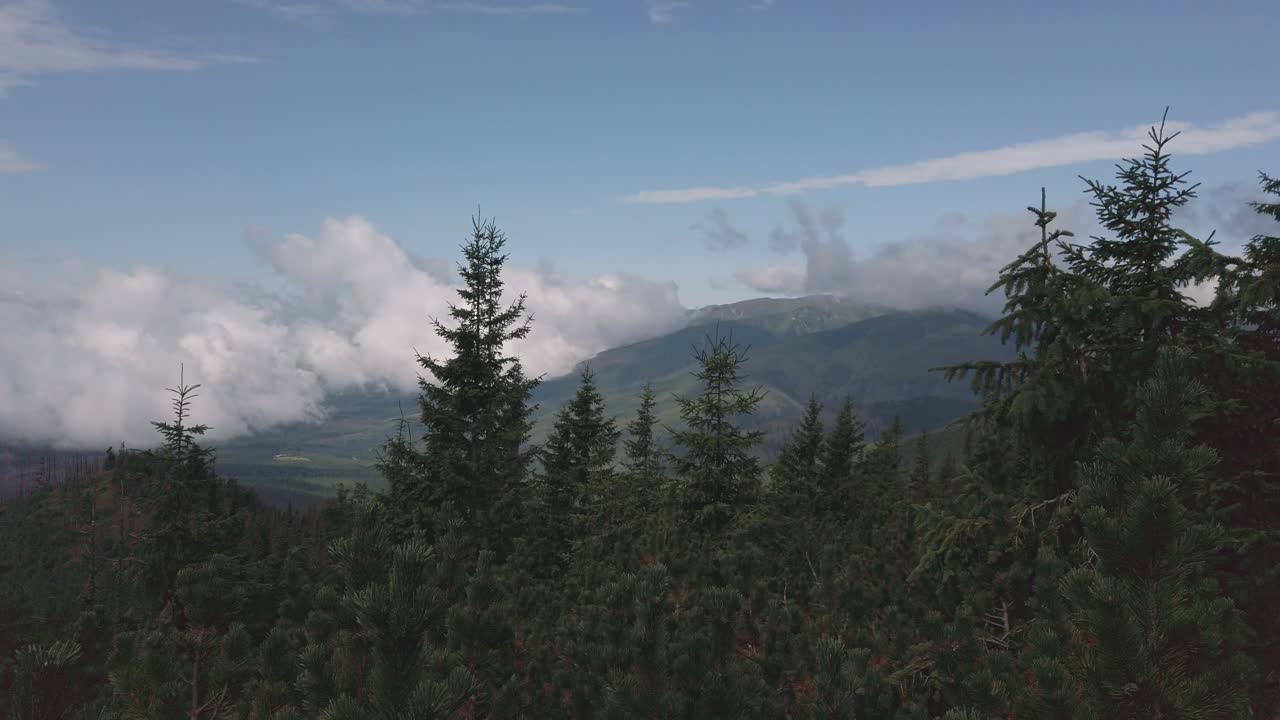 impresionantes paisajes de pinos altos vista desde la ruta de senderismo hasta la montaña krivan en eslovaquia - toma aérea